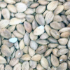 Apricot Kernels